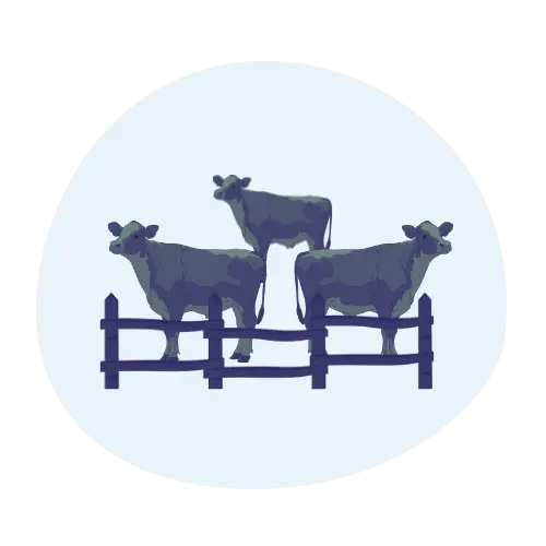 Illustration of three cattle in a fenced paddock representing agricultural communications - 5 paddocks of cattle
