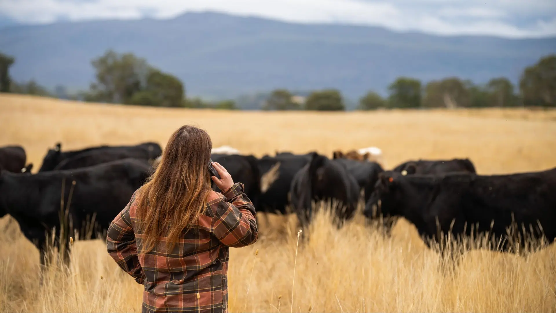 Female farmer using mobile phone in rural paddock with cattle, demonstrating remote farm connectivity